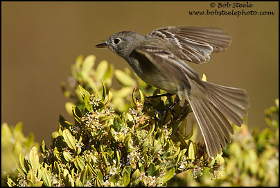 Dusky Flycatcher (Empidonax oberholseri)