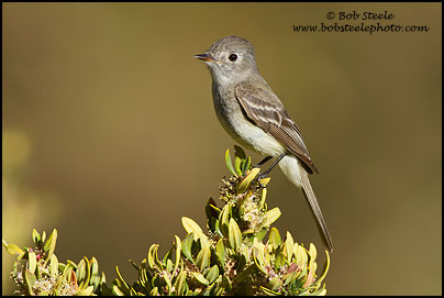 Dusky Flycatcher (Empidonax oberholseri)