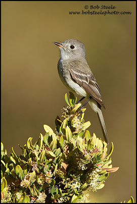 Dusky Flycatcher (Empidonax oberholseri)