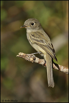 Dusky Flycatcher (Empidonax oberholseri)