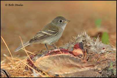 Dusky Flycatcher (Empidonax oberholseri)