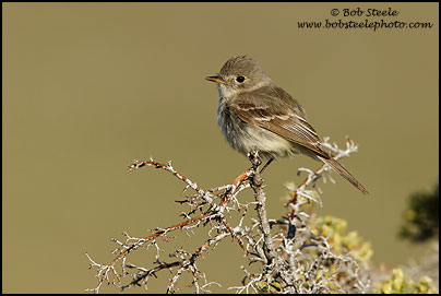 Dusky Flycatcher (Empidonax oberholseri)