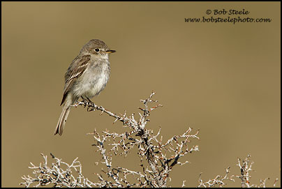 Dusky Flycatcher (Empidonax oberholseri)