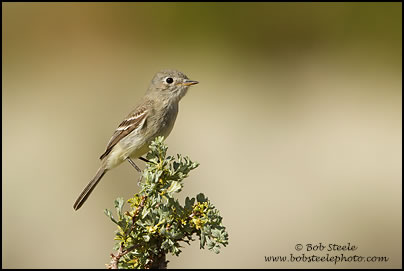 Dusky Flycatcher (Empidonax oberholseri)