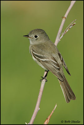 Dusky Flycatcher (Empidonax oberholseri)