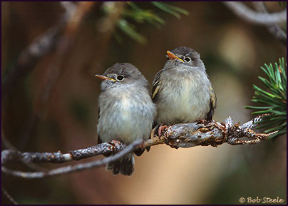 Dusky Flycatcher (Empidonax oberholseri)