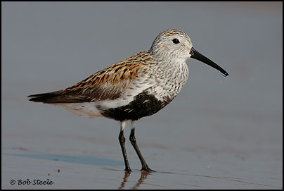 Dunlin (Calidris alpina)
