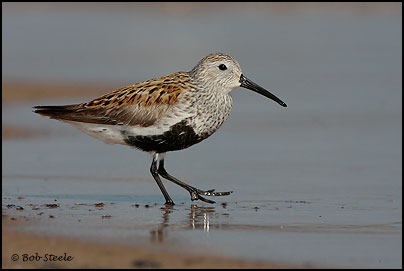 Dunlin (Calidris alpina)