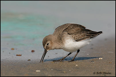Dunlin (Calidris alpina)