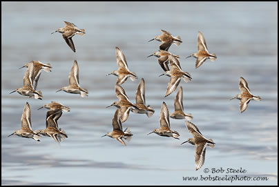 Dunlin (Calidris alpina)