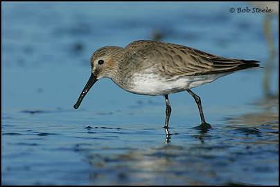 Dunlin (Calidris alpina)