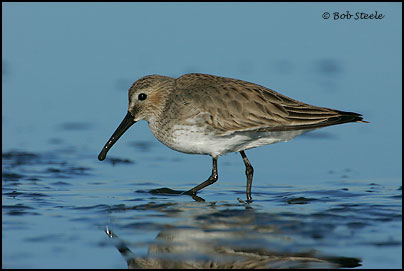 Dunlin (Calidris alpina)