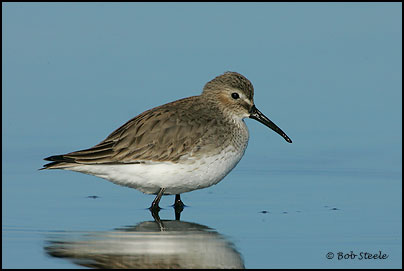 Dunlin (Calidris alpina)