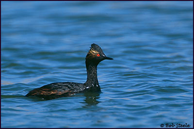 Eared Grebe (Podiceps nigricollis)