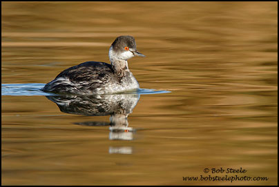 Eared Grebe (Podiceps nigricollis)