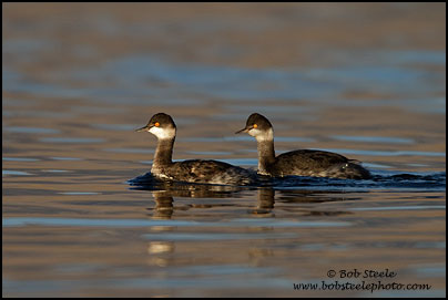 Eared Grebe (Podiceps nigricollis)