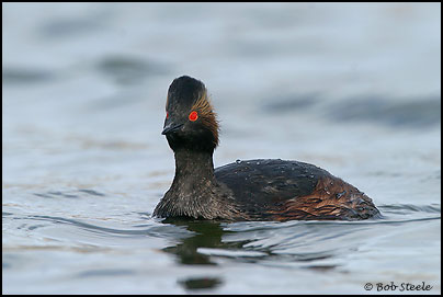 Eared Grebe (Podiceps nigricollis)