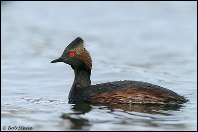 Eared Grebe (Podiceps nigricollis)