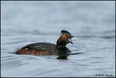 Eared Grebe (Podiceps nigricollis)