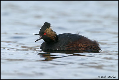 Eared Grebe (Podiceps nigricollis)