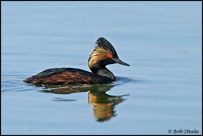 Eared Grebe (Podiceps nigricollis)
