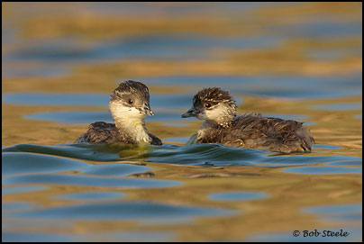 Eared Grebe (Podiceps nigricollis)