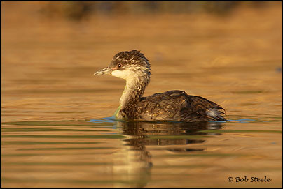 Eared Grebe (Podiceps nigricollis)