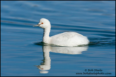 Eared Grebe (Podiceps nigricollis)