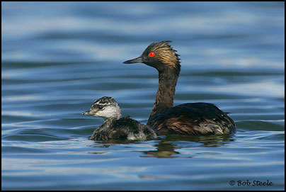 Eared Grebe (Podiceps nigricollis)