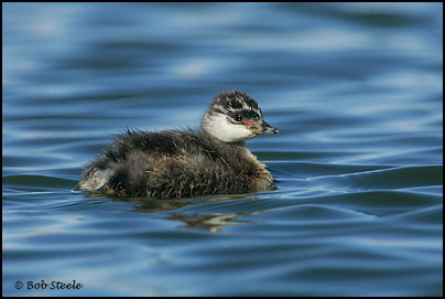 Eared Grebe (Podiceps nigricollis)