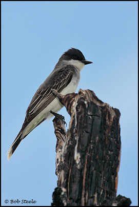 Eastern Kingbird (Tyrannus tyrannus)