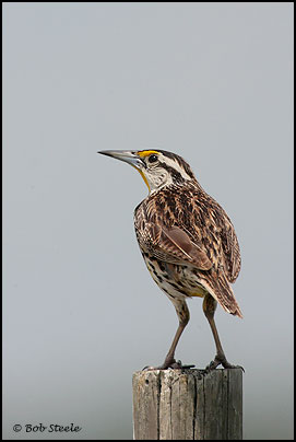 Eastern Meadowlark (Sturnella magna)