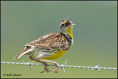 Eastern Meadowlark (Sturnella magna)