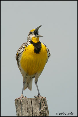 Eastern Meadowlark (Sturnella magna)