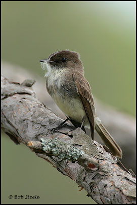 Eastern Phoebe (Sayornis phoebe)