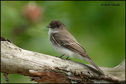 Eastern Phoebe (Sayornis phoebe)
