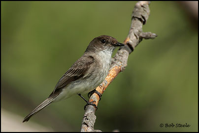 Eastern Phoebe (Sayornis phoebe)