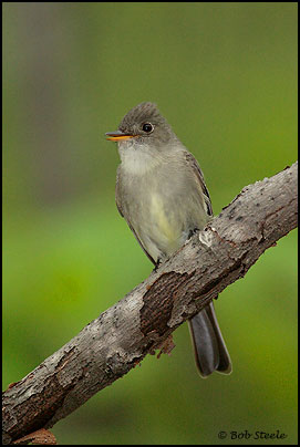 Eastern Wood-Pewee (Contopus virens)