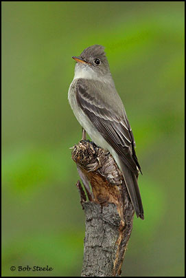 Eastern Wood-Pewee (Contopus virens)