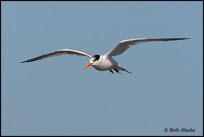 Elegant Tern (Sterna elegans)