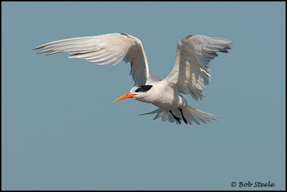 Elegant Tern (Sterna elegans)