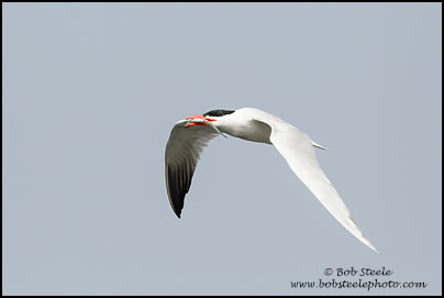 Elegant Tern (Sterna elegans)