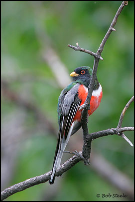 Elegant Trogon (Trogon elegans)