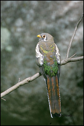 Elegant Trogon (Trogon elegans)