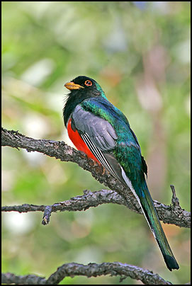 Elegant Trogon (Trogon elegans)