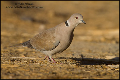 Eurasian Collared-Dove (Streptopelia decaocto)
