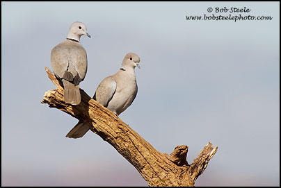 Eurasian Collared-Dove (Streptopelia decaocto)