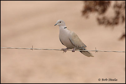 Eurasian Collared-Dove (Streptopelia decaocto)
