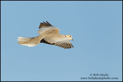Eurasian Collared-Dove (Streptopelia decaocto)
