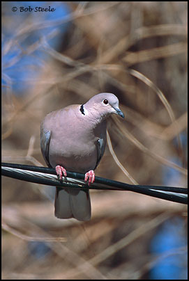 Eurasian Collared-Dove (Streptopelia decaocto)